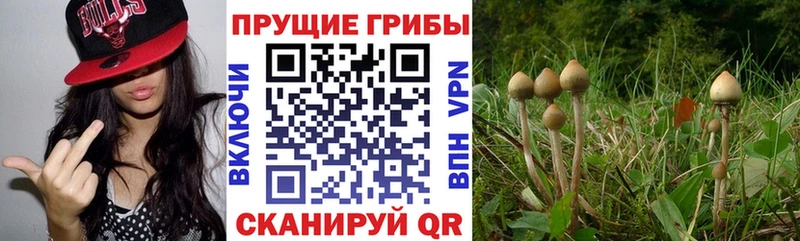 где купить наркоту  Гатчина  Галлюциногенные грибы MAGIC MUSHROOMS 